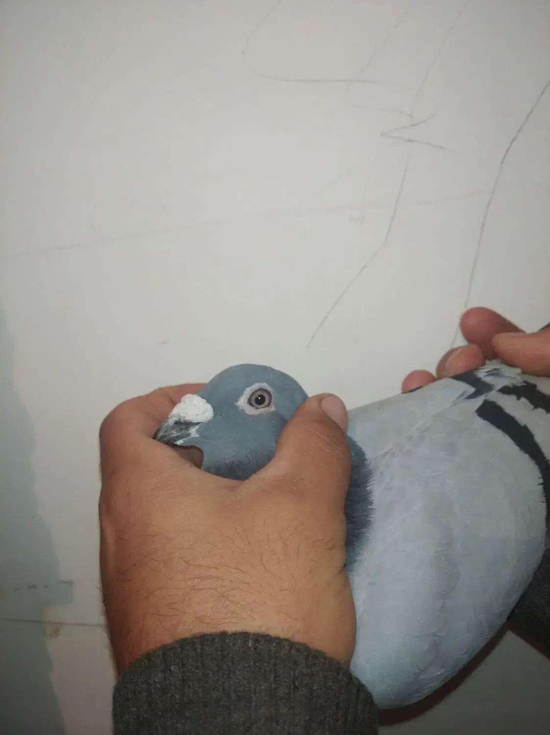 کبوتر پلاکی  مسافتی عراق|پرنده|سنندج, |دیوار