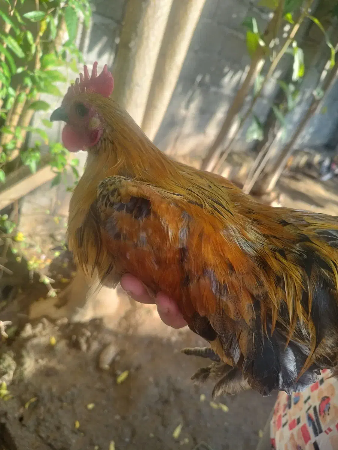 خروس تزئینی (ژاپنی)|پرنده|سیاهکل, |دیوار