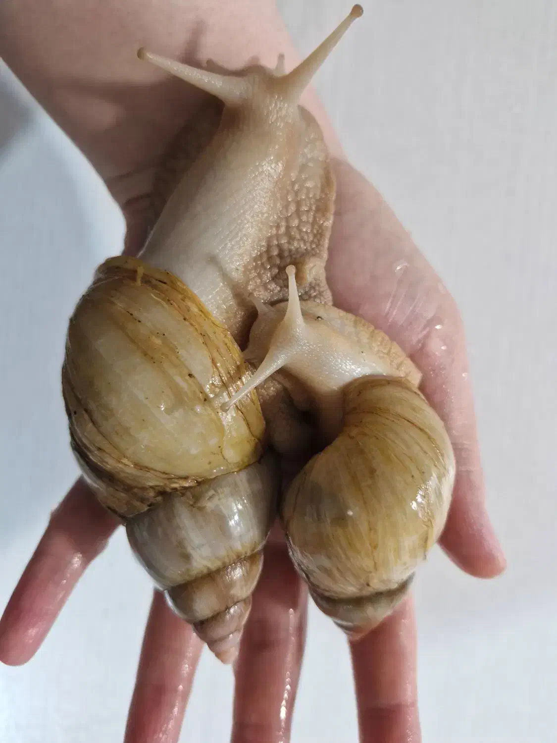 خاویار حلزون و حلزون (آچاتینا) کلاژنساز وطبی|آرایشی، بهداشتی، درمانی|اردبیل, |دیوار