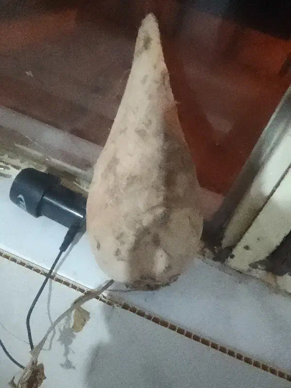 چغندر قند|عمده‌فروشی|قره قوین, |دیوار