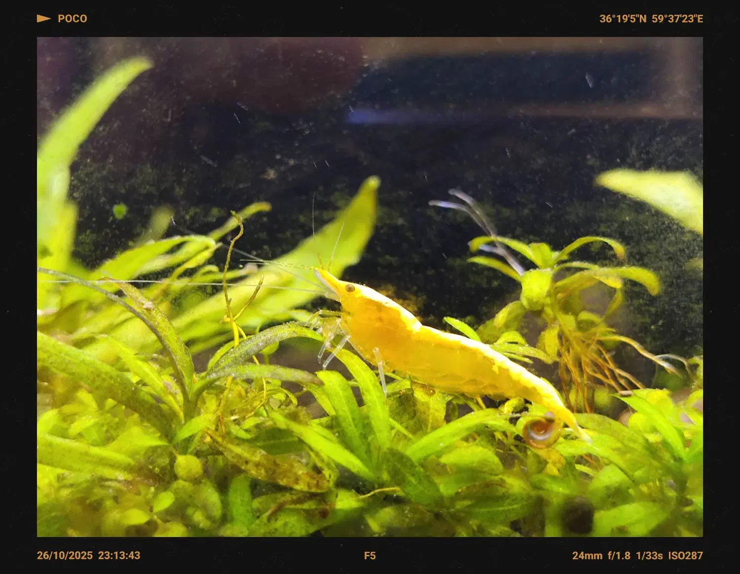 شریمپ درشت سایز شارژ گردد|ماهی|مشهد, فاطمیه|دیوار