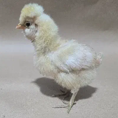 جوجه سلطان و لهستانی و برهما|حیوانات مزرعه|پیشوا, |دیوار