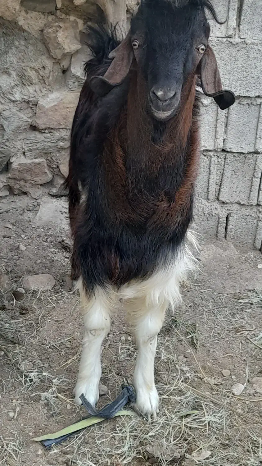 کهرهنربندیچاقکیلوی۳۳۰|حیوانات مزرعه|بوشکان, |دیوار