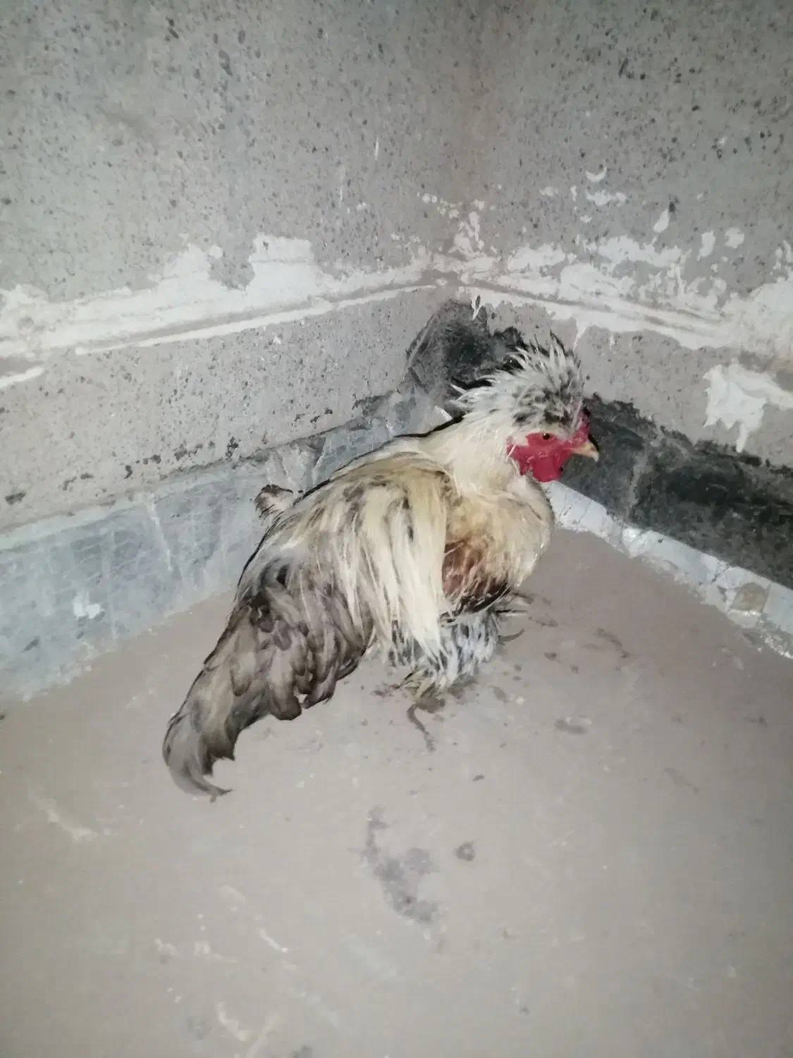 خروس معاوضه وکتاب زبان|حیوانات مزرعه|قم, نیروگاه|دیوار