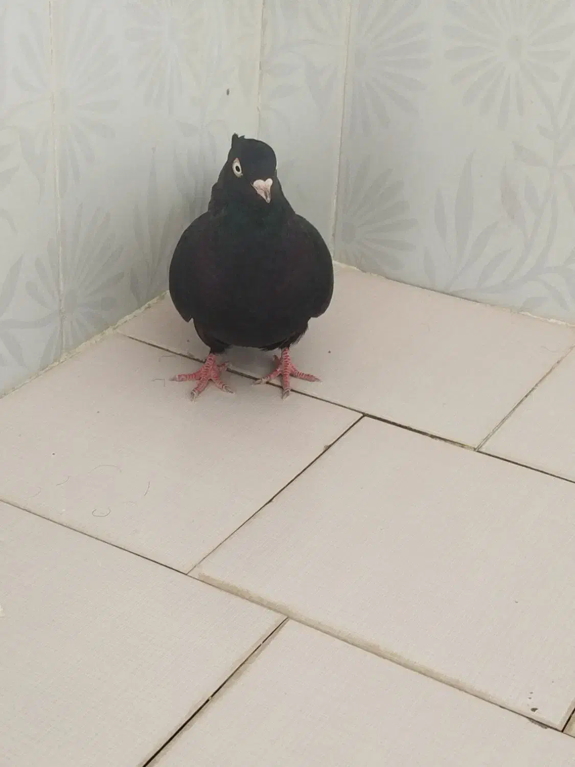 زاغ چشم نک سفید عروسک نوک ریز|پرنده|دهدشت, |دیوار