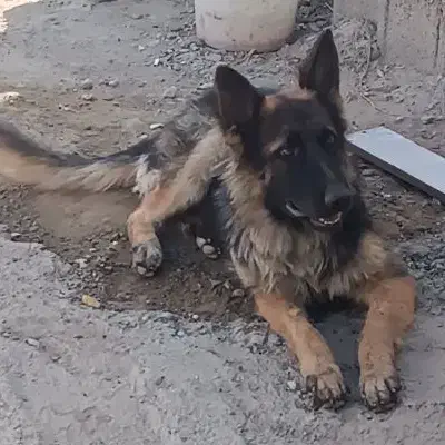 سگ ژرمن|سگ|شهریار, اسد‌آباد|دیوار