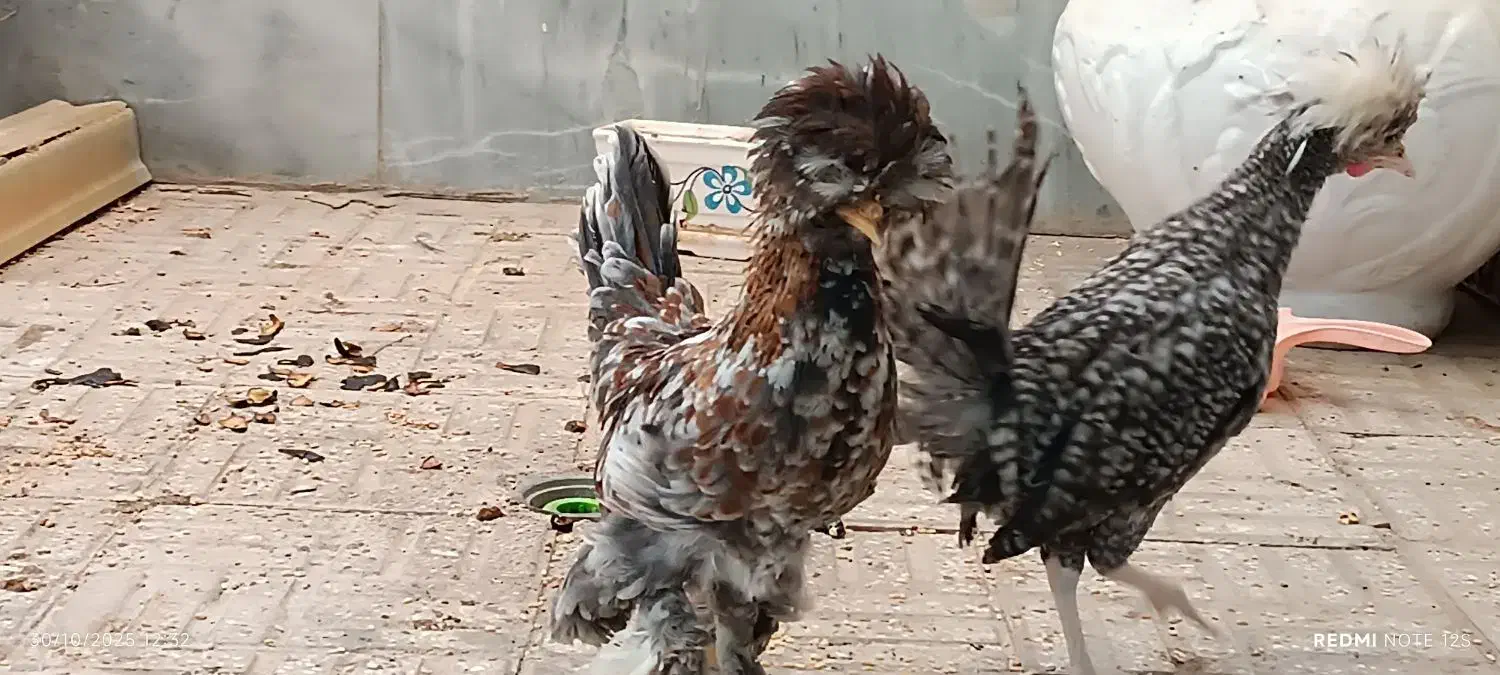 فروش مرغ سلطان|حیوانات مزرعه|اصفهان, پوریای ولی|دیوار