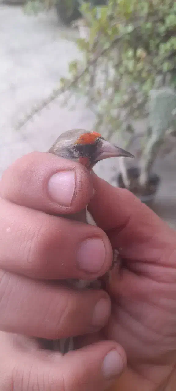 سهره ماده دورگ|پرنده|رفسنجان, |دیوار