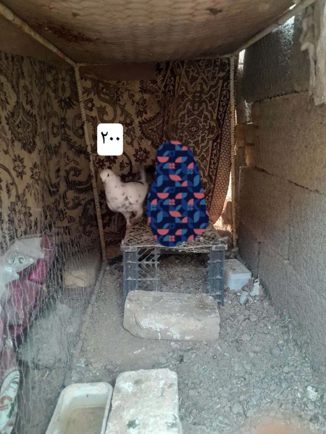 ۵ عدد کبوتر|پرنده|جرقویه, |دیوار