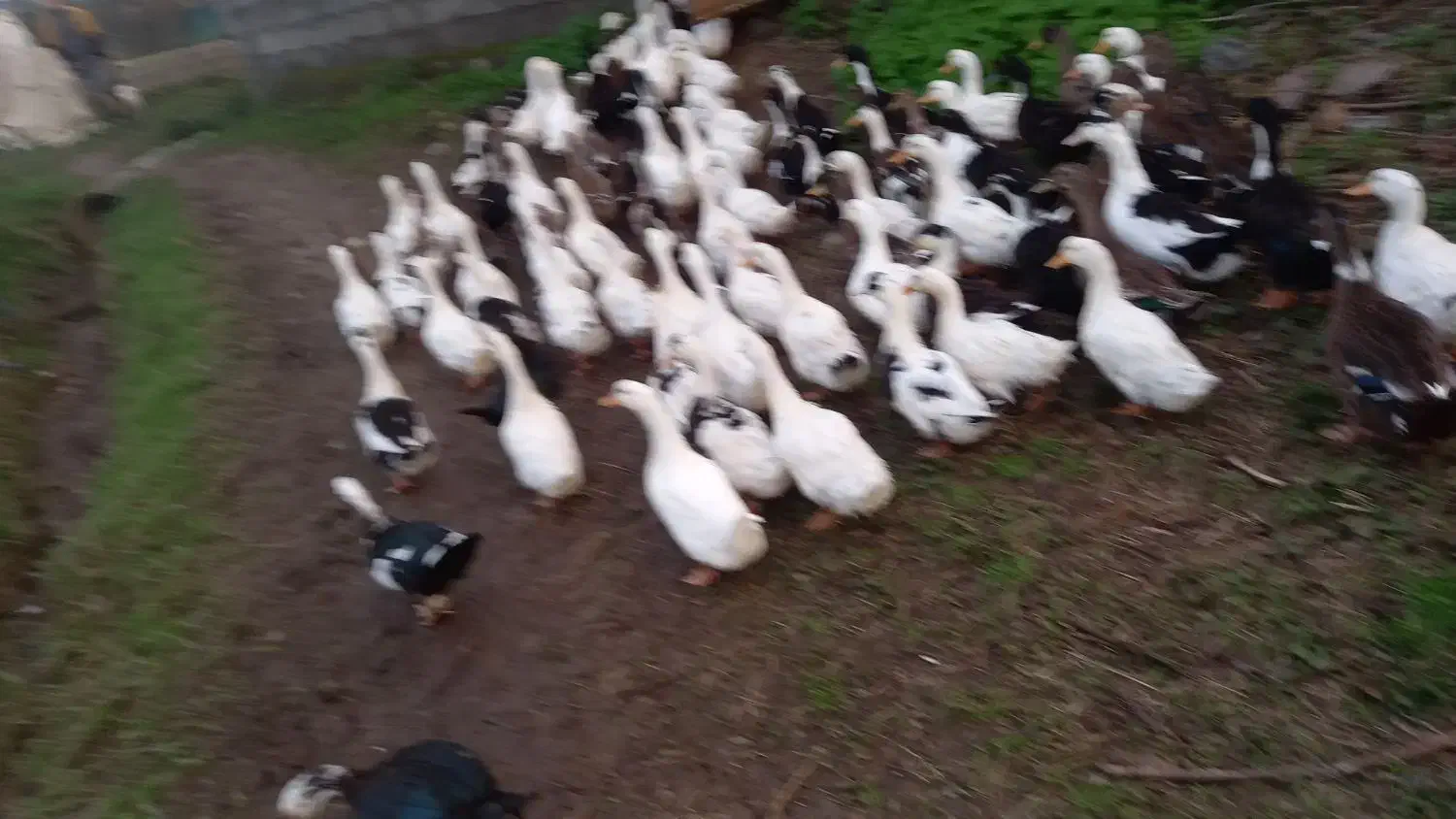 اردک سفید دو رگه|حیوانات مزرعه|رودسر, |دیوار