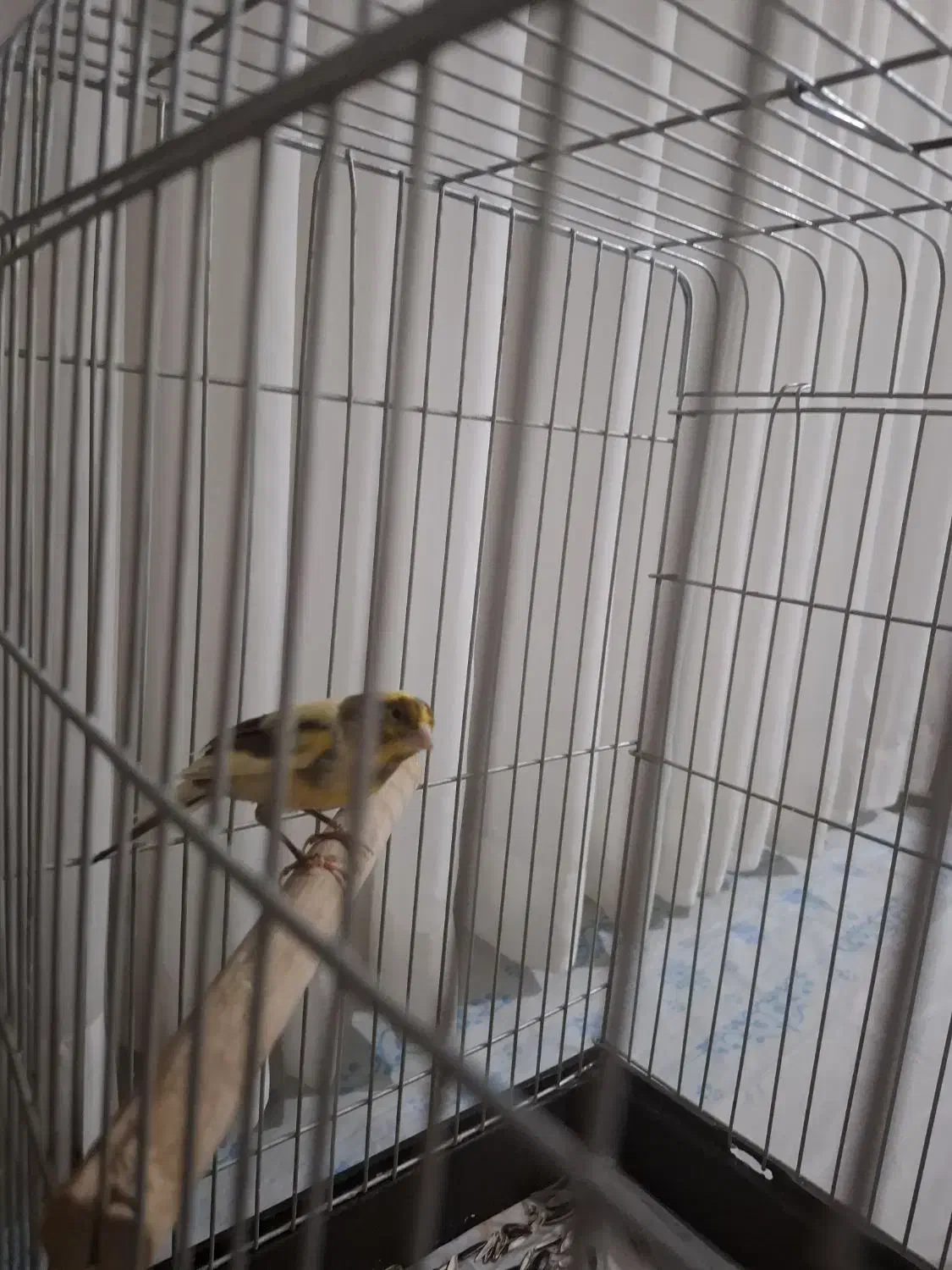 قناری چند ماهه کوچیک سرحال و زبرو زرنگ|پرنده|کرج, حصارک پایین|دیوار