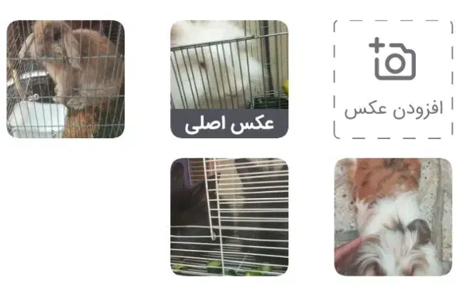 فروش پنج خرگوش لوپ باهم هفتصدوپنجاه هزار تومان|موش و خرگوش|اصفهان, حصه شمالی|دیوار