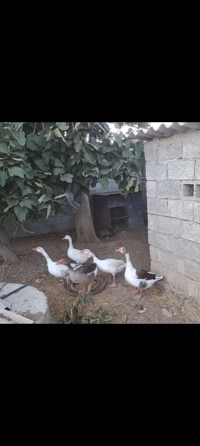 فروش غاز محلی|حیوانات مزرعه|بیله سوار, |دیوار