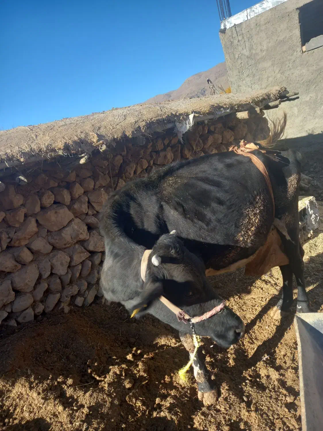 گاو|حیوانات مزرعه|لردگان, |دیوار