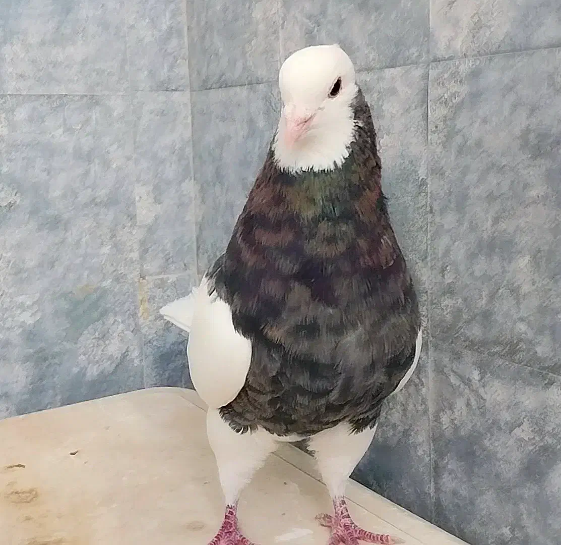 چند تا طوقی خوب|پرنده|فسا, |دیوار