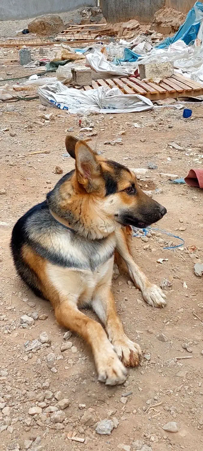 اهواز|سگ|حمیدیه, |دیوار