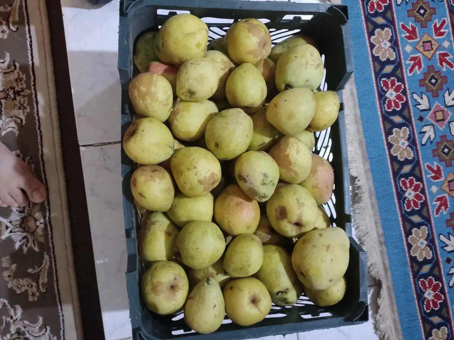 گلابی|خوردنی و آشامیدنی|شیراز, شهرک مخابرات|دیوار