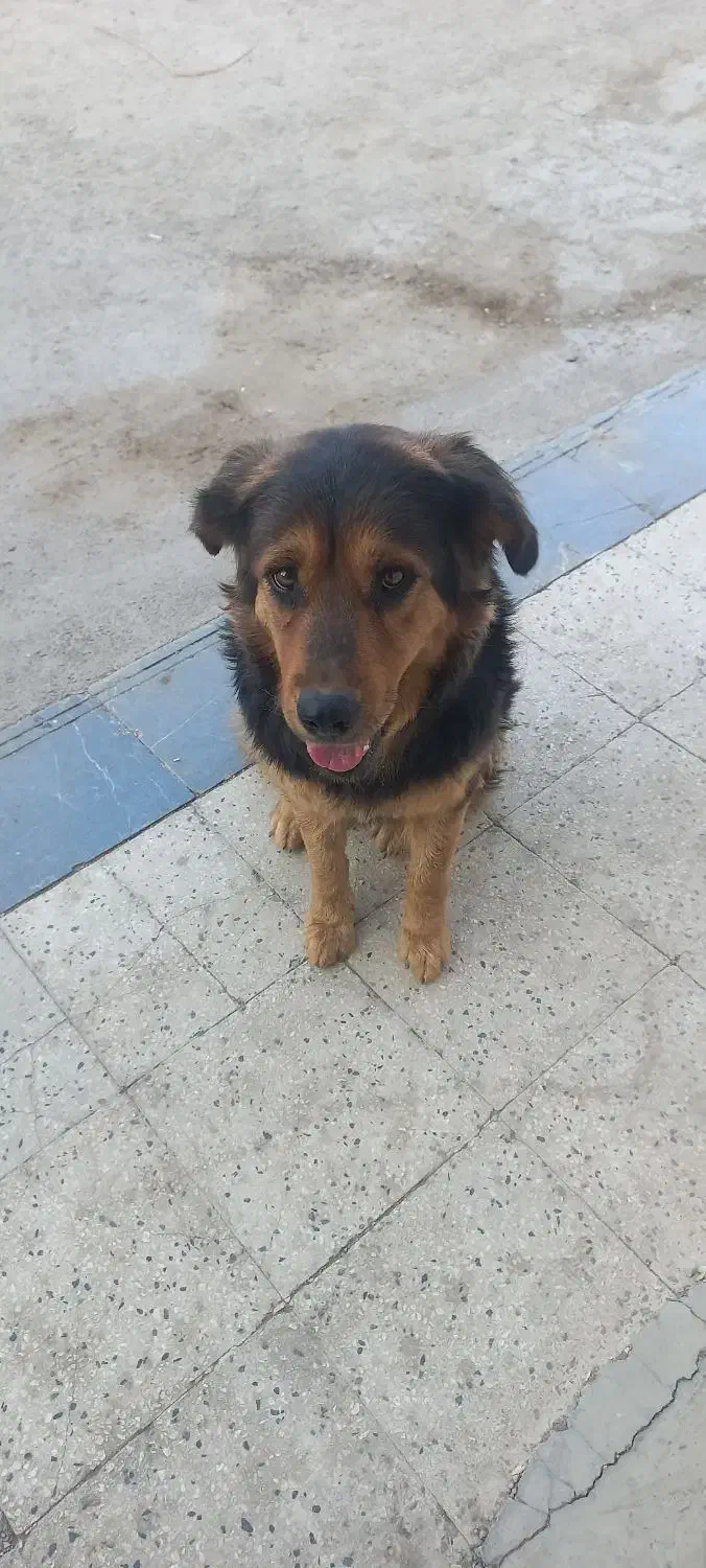 واگذاری سگ|سگ|کهریزک, |دیوار