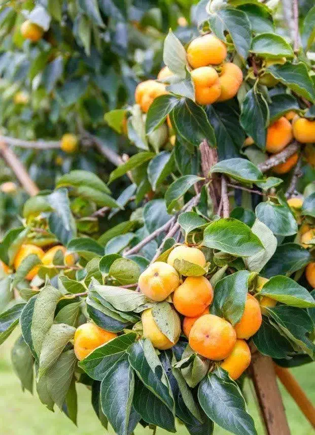 پیشفروش نهال خرمالو فویو دوساله|خدمات باغبانی و درختکاری|گهواره, |دیوار