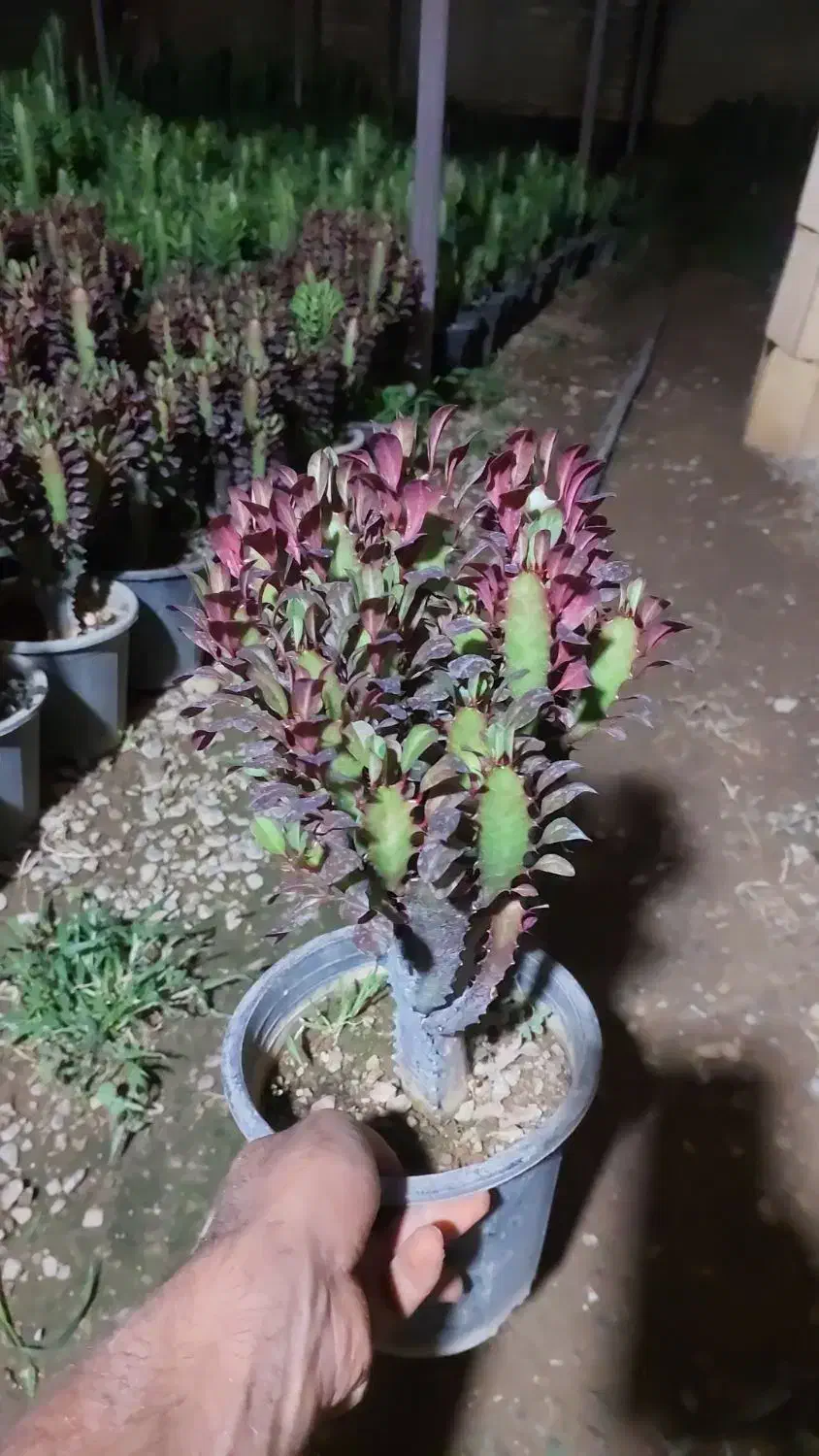 افوربیا|گل و گیاه طبیعی|محلات, |دیوار