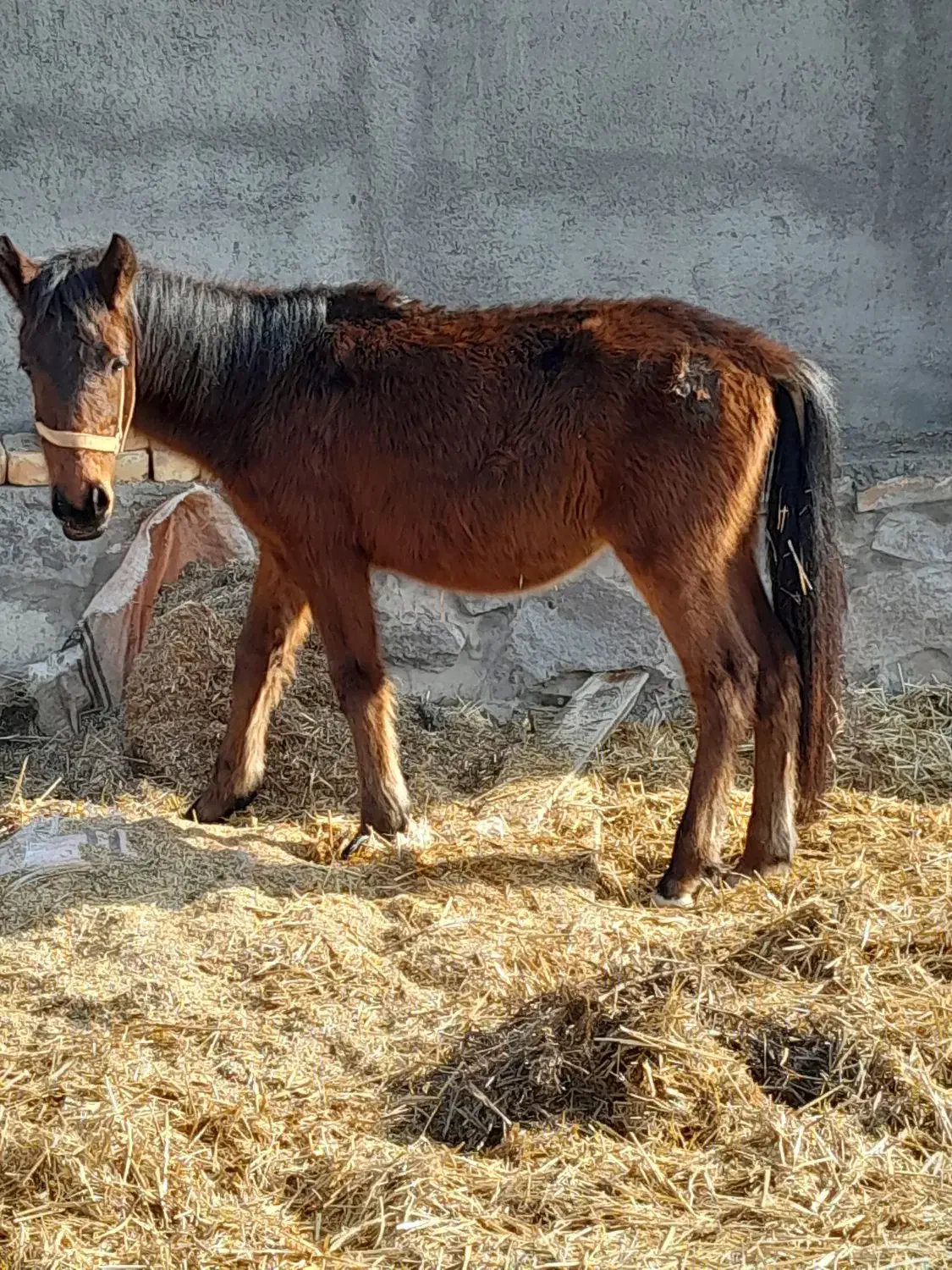 اسب نریون و مادیون|اسب و تجهیزات اسب‌سواری|نیشابور, شهرک قدس|دیوار