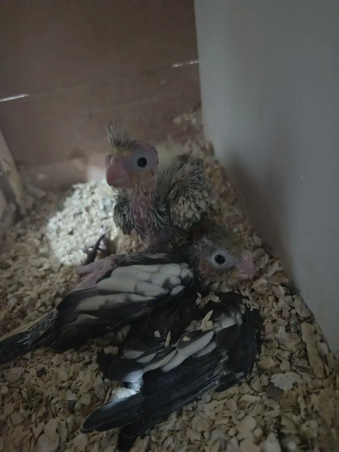 عروس هلندی|پرنده|میانه, |دیوار