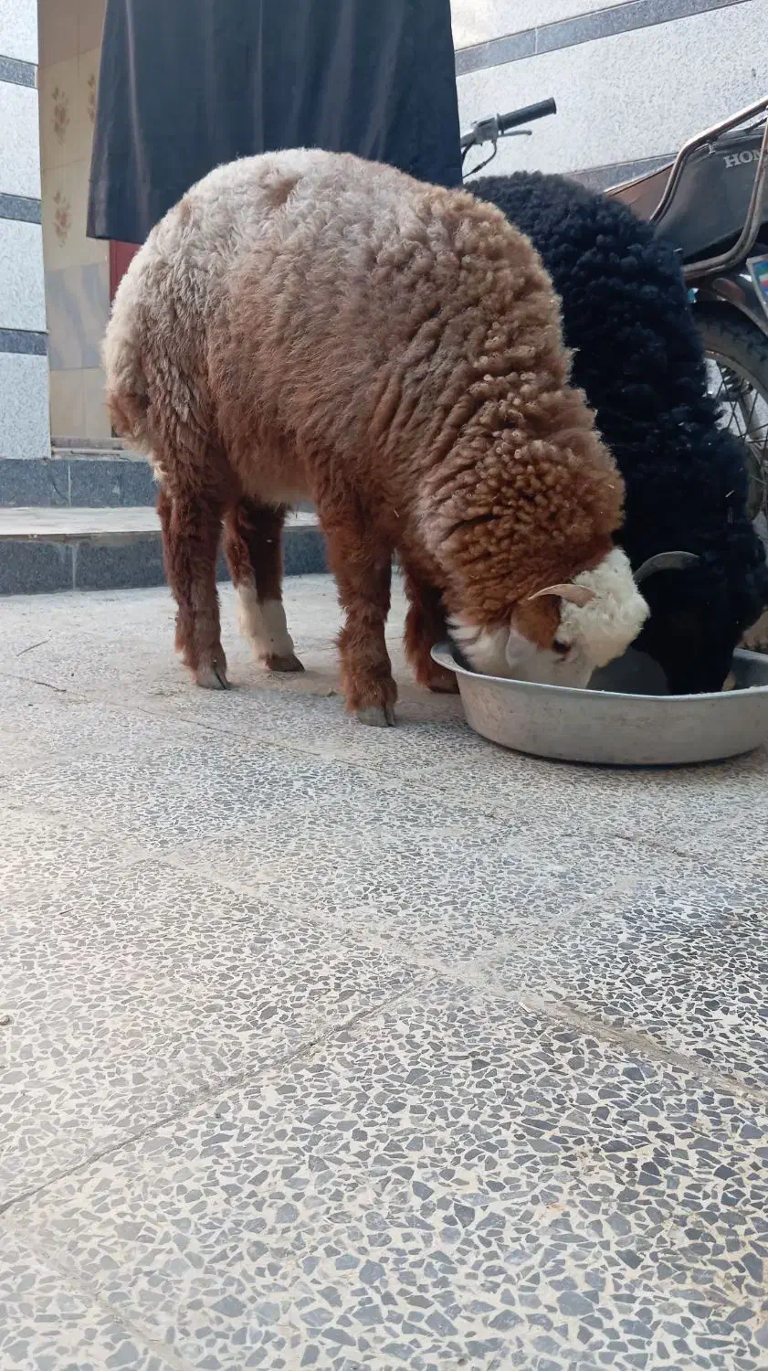 هنن|حراج|شادگان, |دیوار