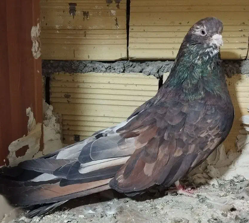 کفتر سرور نوک ریز|پرنده|نهاوند, |دیوار