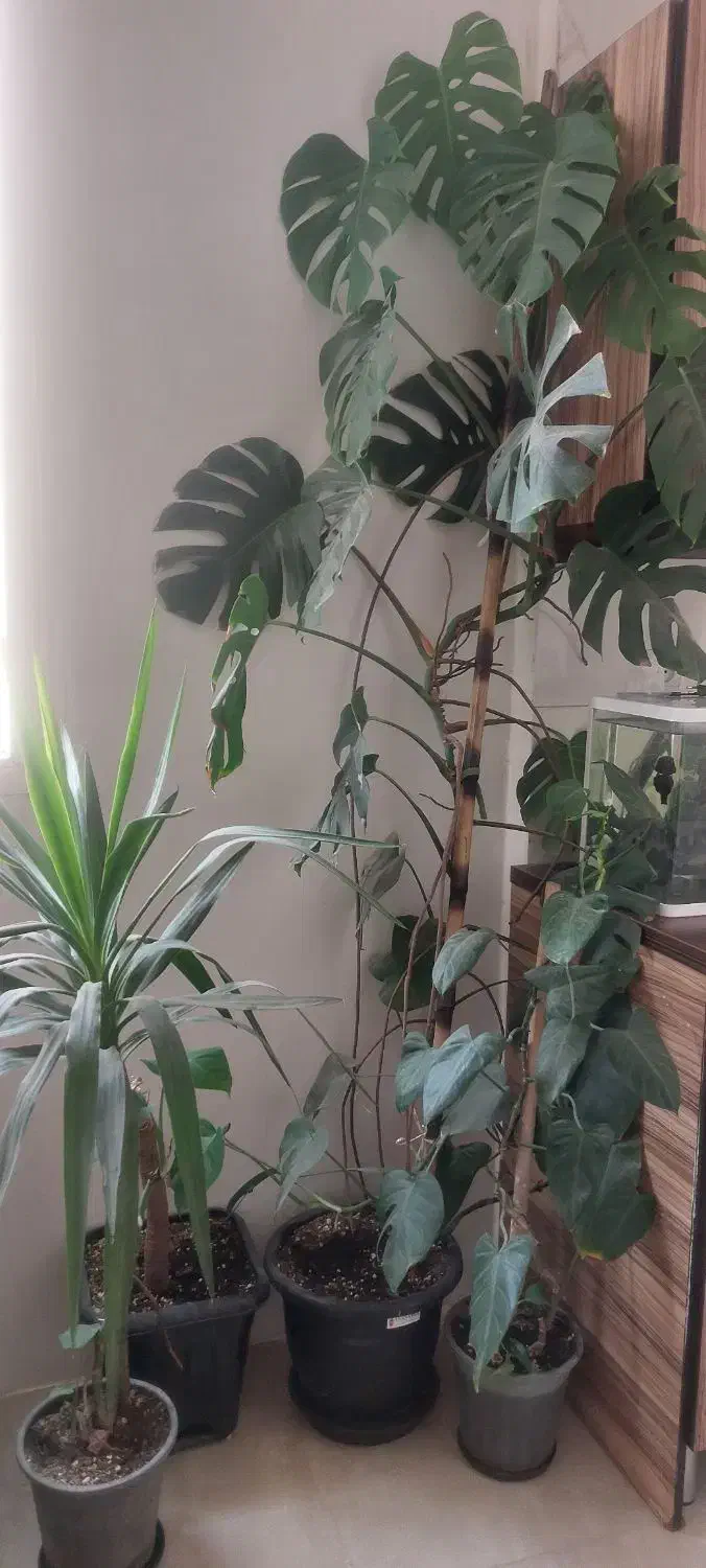 گل برگ انجیری بزرگ|گل و گیاه طبیعی|پاکدشت, پاکدشت (مامازند)|دیوار