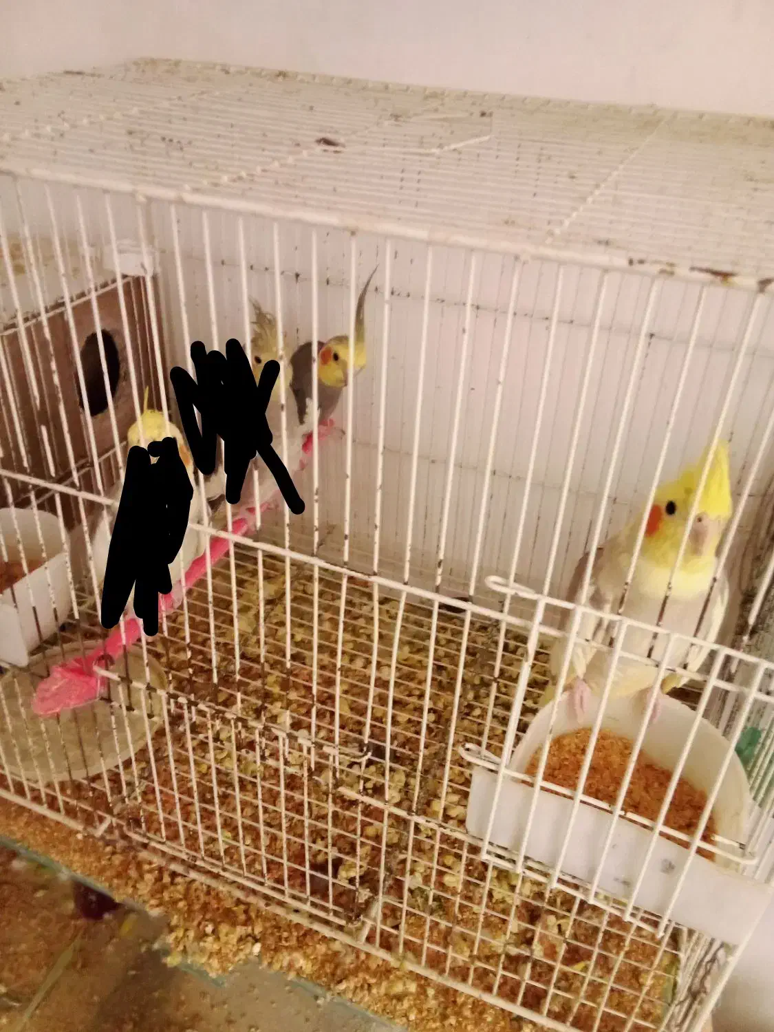 عروس هلندی پرنده معاوضه با کبوتر|پرنده|مشهد, هدایت|دیوار