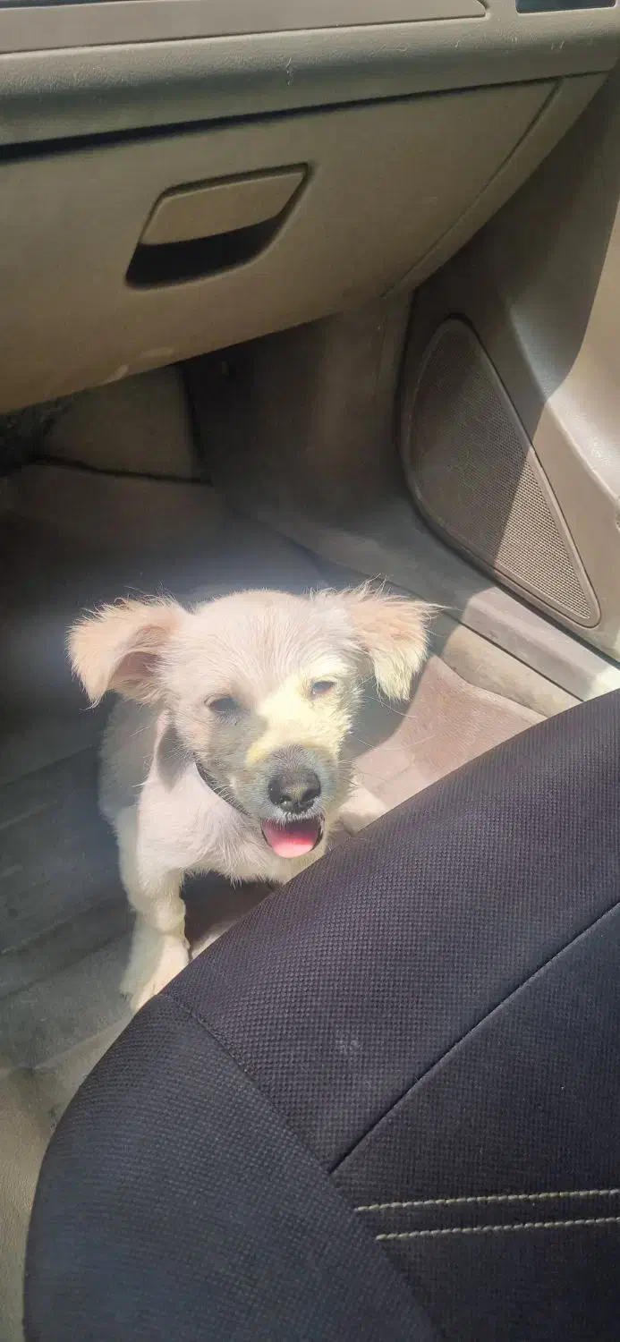 سلام سگ سالمه معاوضه دارم با گوسفند کوچیک|سگ|جیرفت, |دیوار