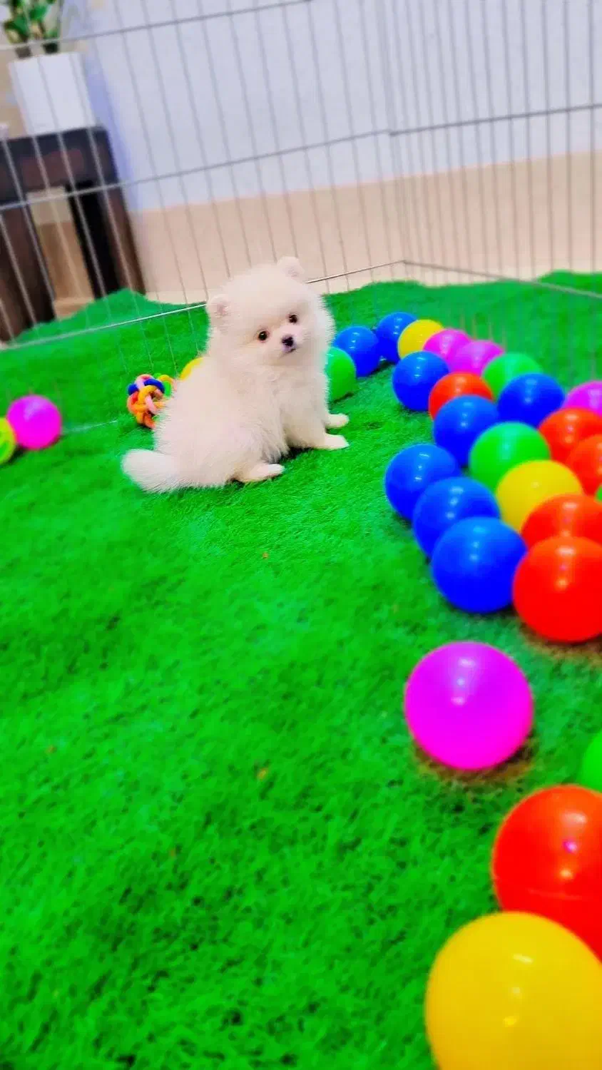 پامرانین خرسی عروسکی|سگ|اصفهان, فرهنگیان|دیوار