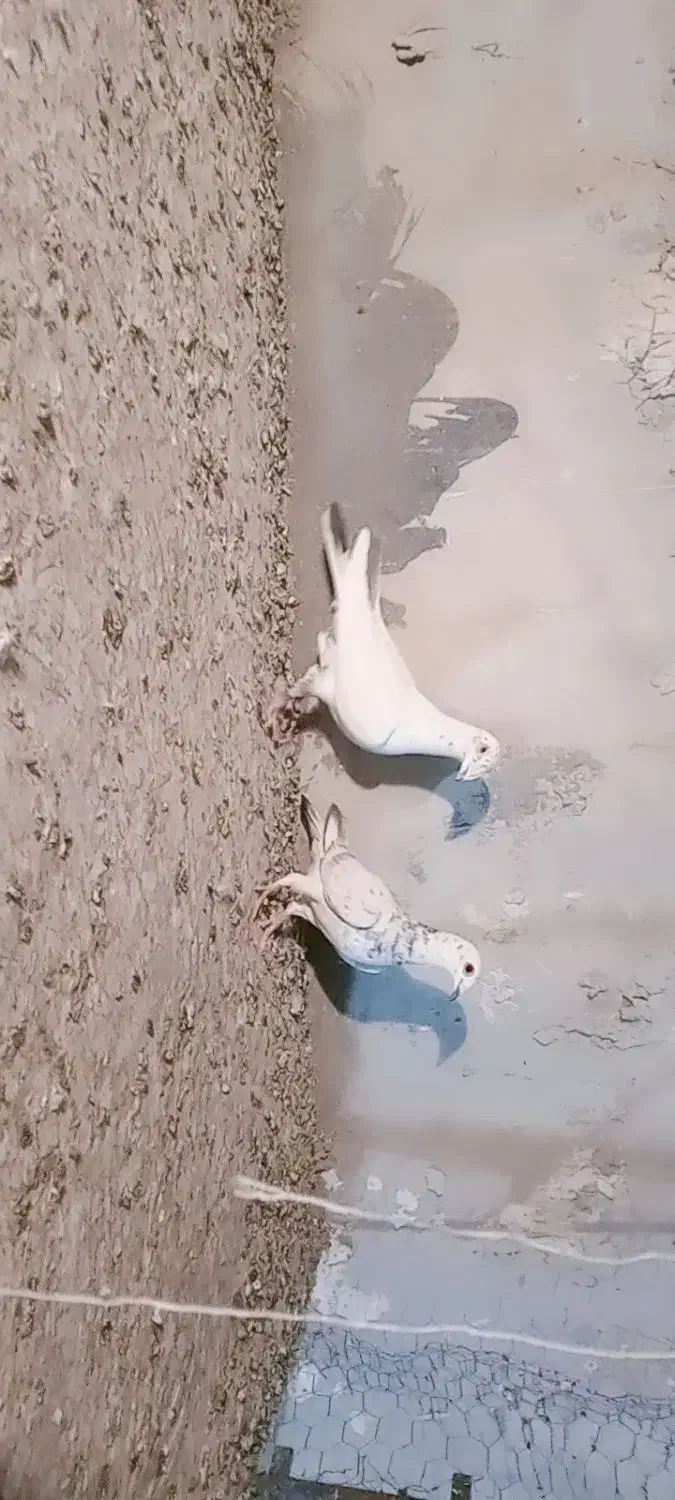 کفتر گلی پلاکی|پرنده|مرودشت, بیست متری بیمارستان|دیوار