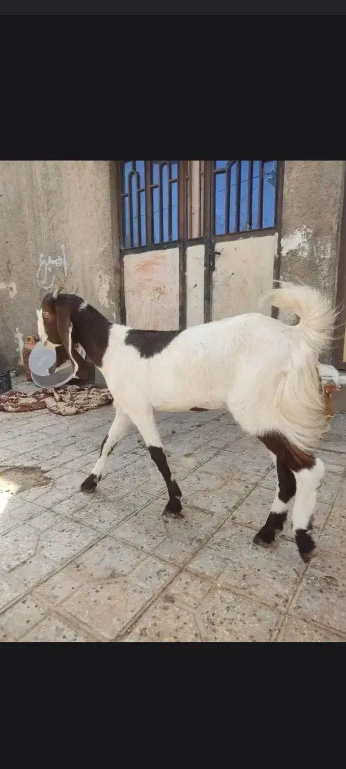 بز ماده گلابی|حیوانات مزرعه|زهک, |دیوار