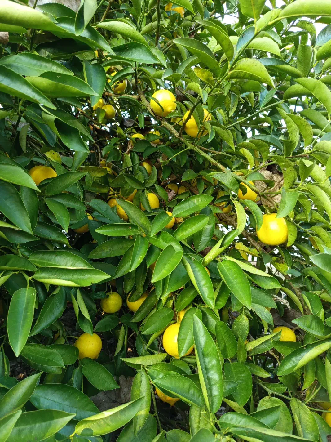 فروش پرتقال محلی و تامسون لیمو شیرین|خوردنی و آشامیدنی|آستانه اشرفیه, |دیوار