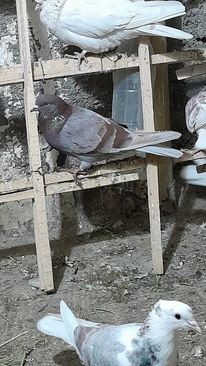 کبوتر|پرنده|کوهدشت, |دیوار