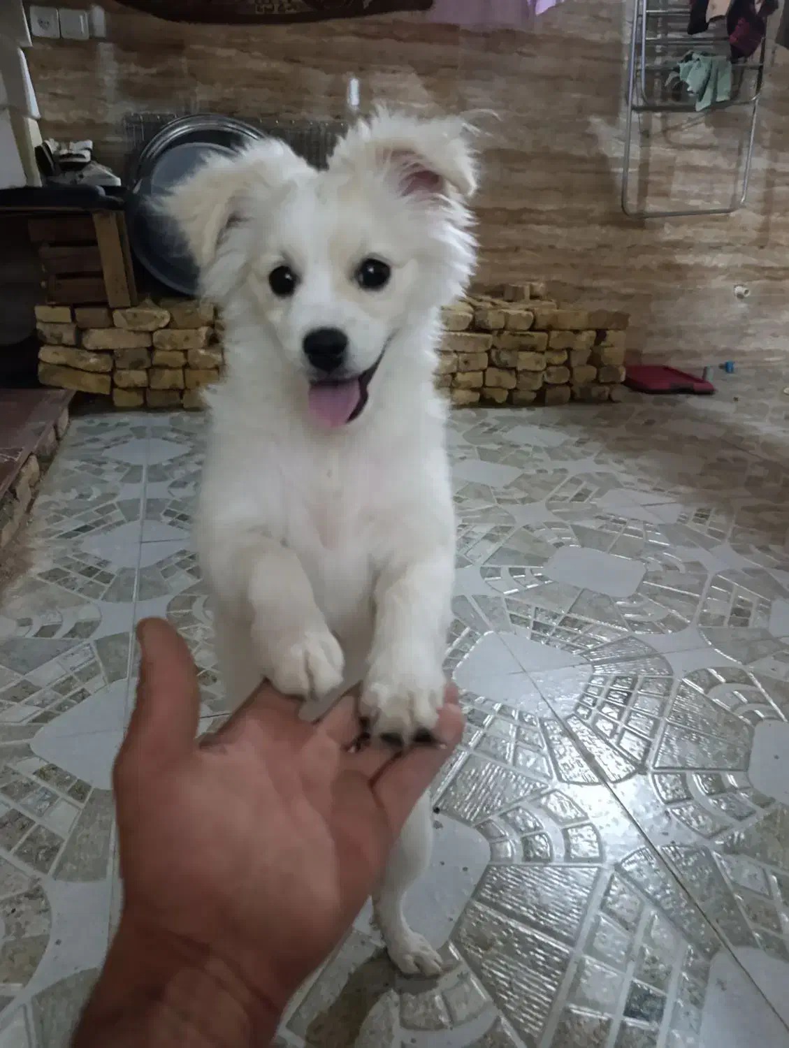 واگذاری سگ خانگی|سگ|یزد, |دیوار