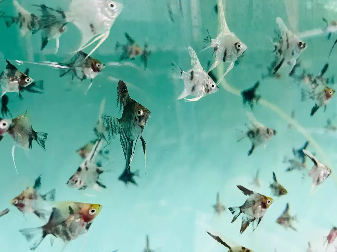 ماهی کالر آنجل زبرا گوپی گلدفیش کوریدوراس فلاور|ماهی|مشهد, سناباد|دیوار