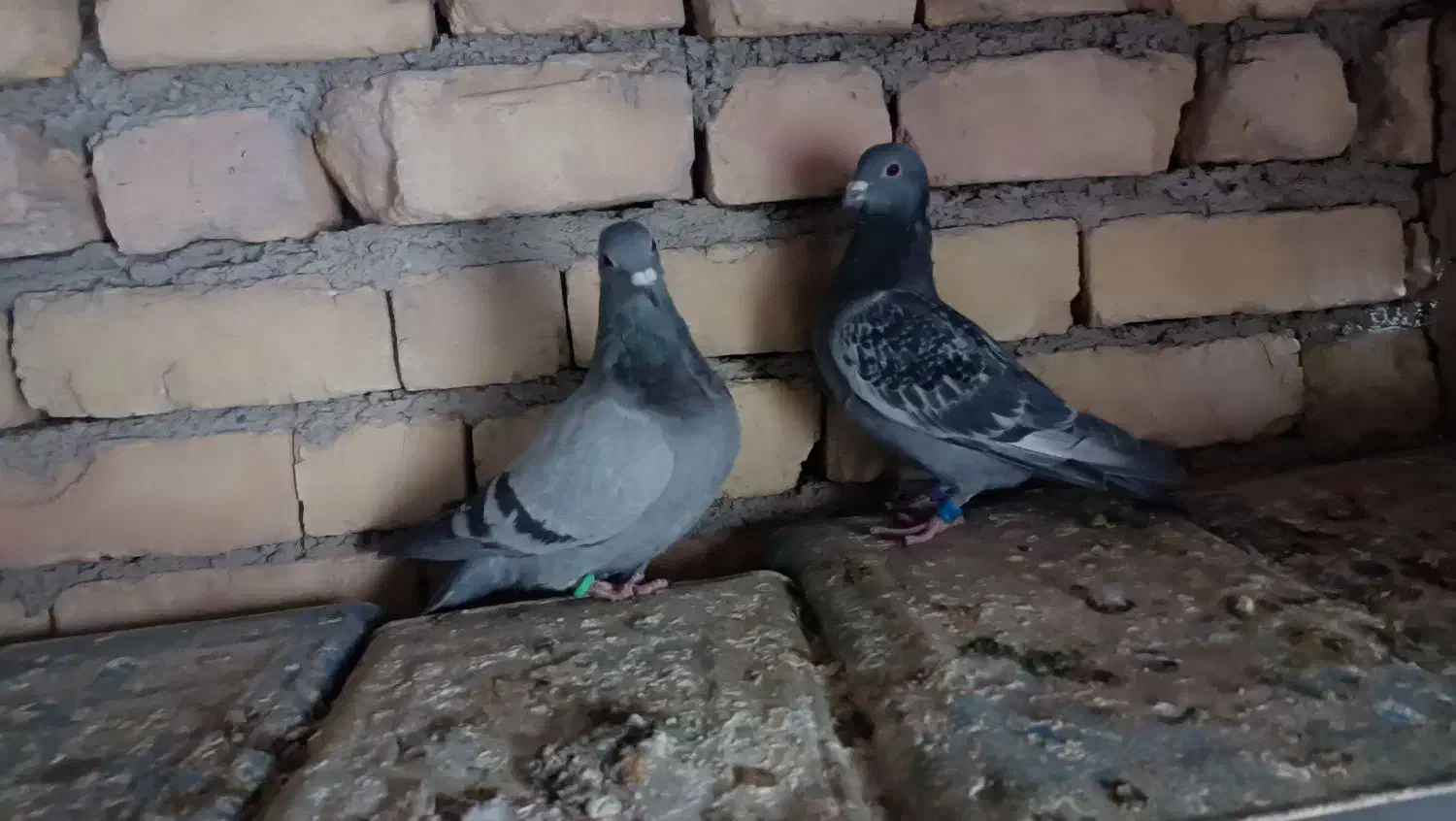 چهارتا مفلق پلاکی|پرنده|مبارکه, |دیوار