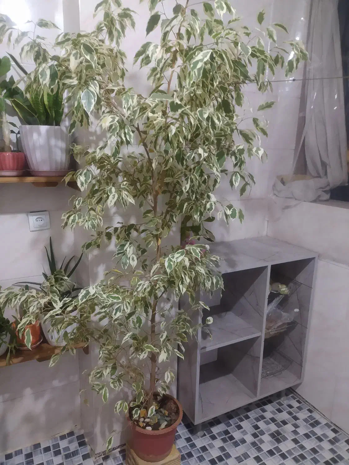 گل بنجامین|گل و گیاه طبیعی|خمینیشهر, |دیوار