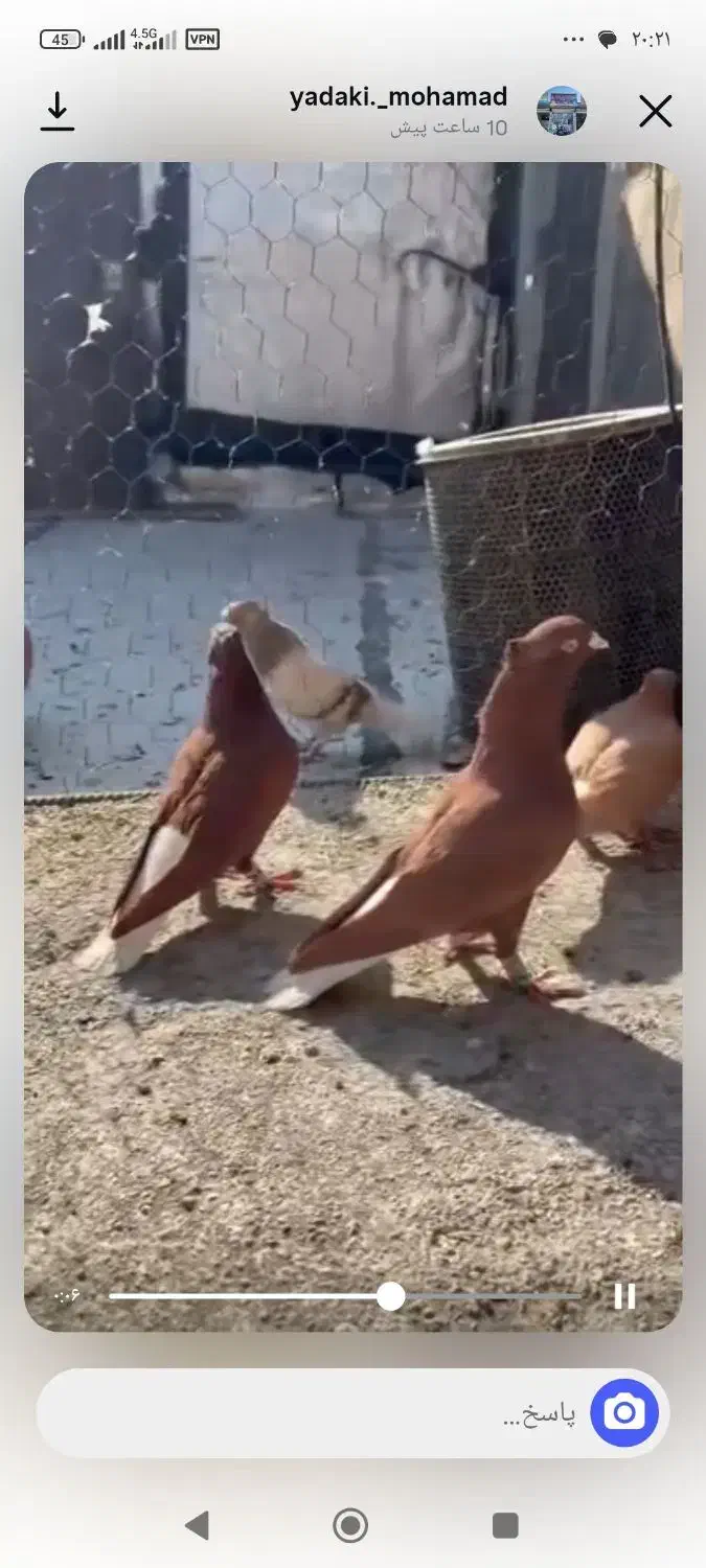 فروشی هستن|پرنده|تاکستان, |دیوار