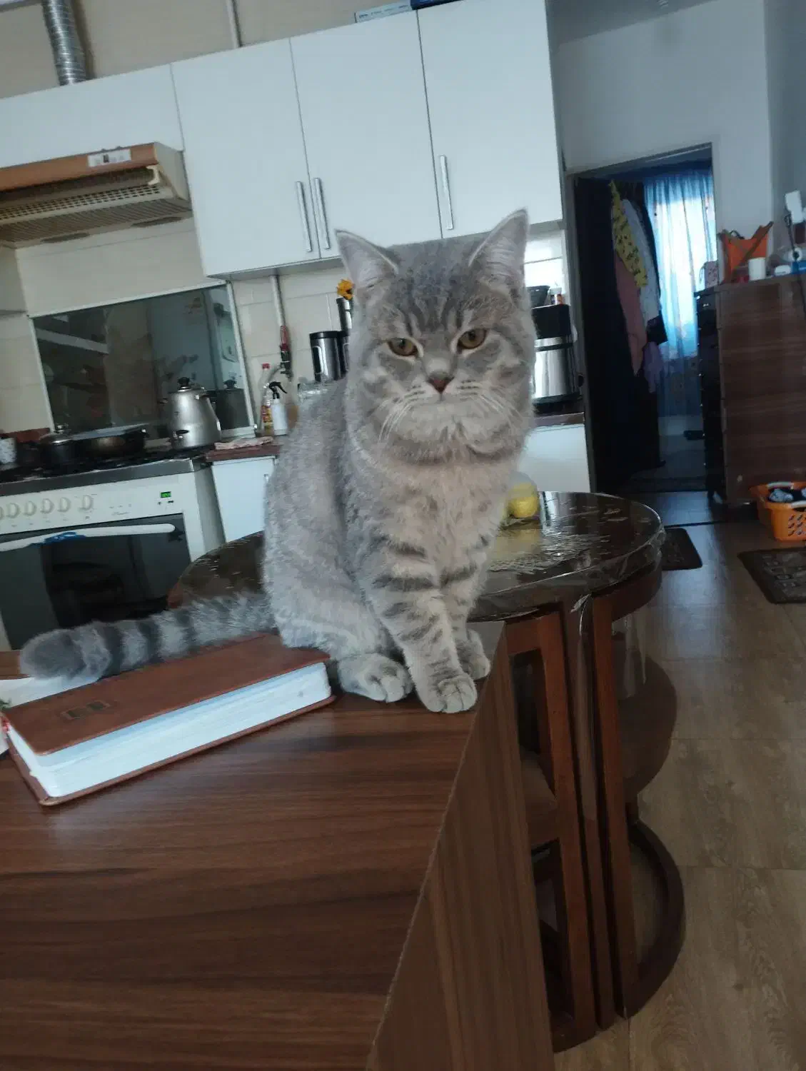 به دلیل مهاجرت|گربه|قائمشهر, |دیوار