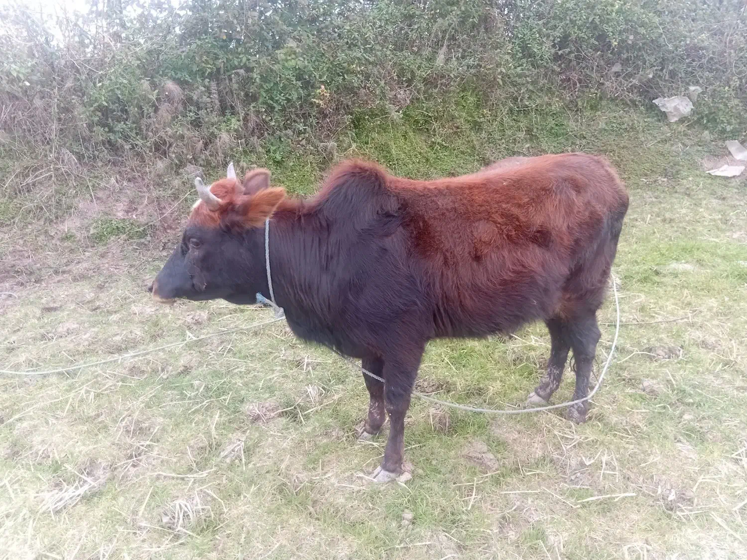 فروش ایشه|حیوانات مزرعه|رشت, نامجو|دیوار