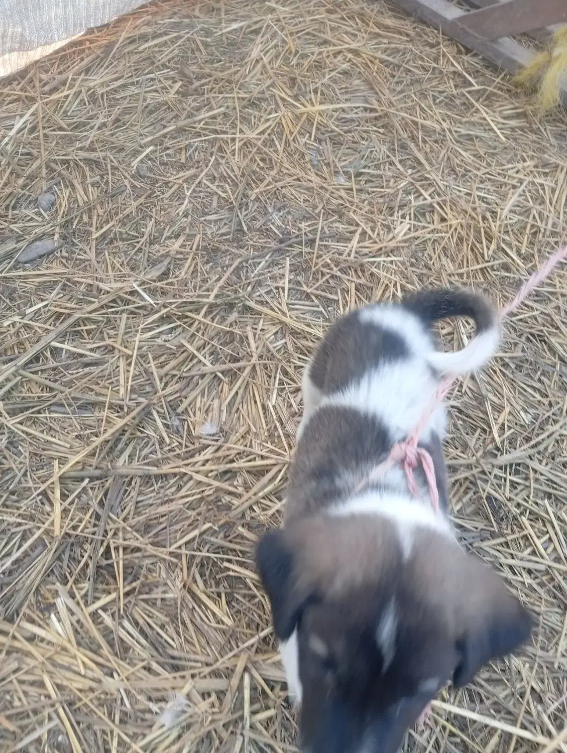 توله افغان|سگ|خان ببین, |دیوار