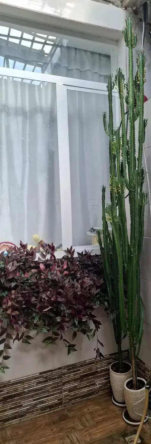 گل طبیعی|گل و گیاه طبیعی|یاسوج, |دیوار