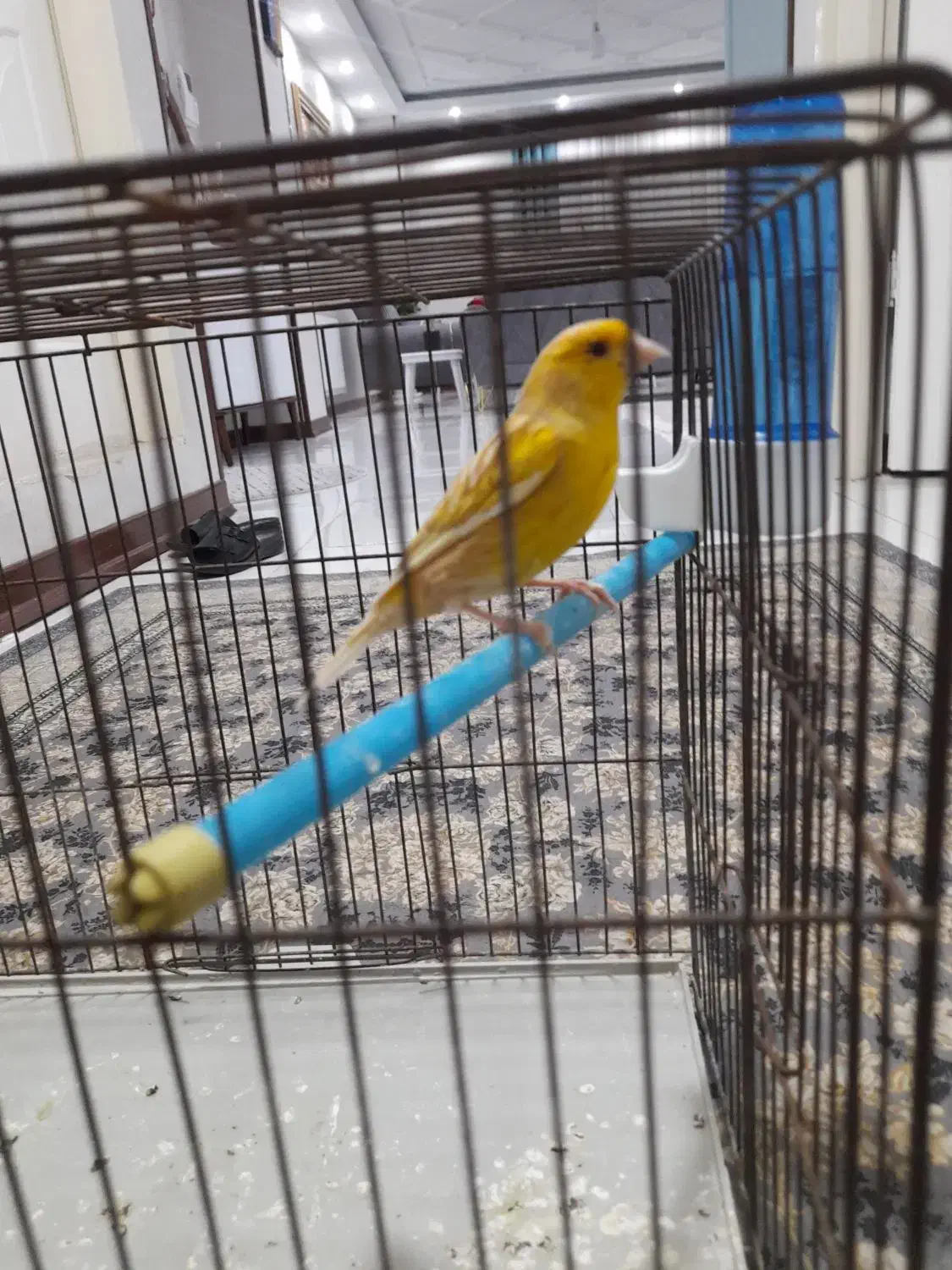 قناری نر|پرنده|پردیس, فاز ۸|دیوار