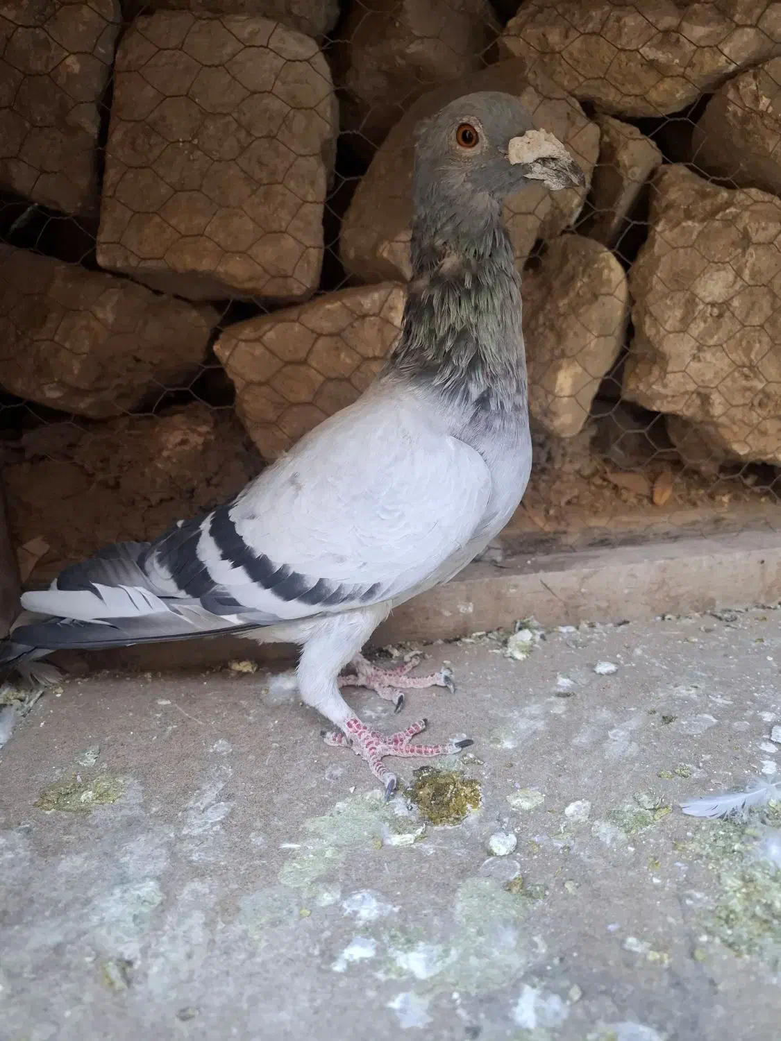 کفتر،کبوتر سبز نر سرکله دار|پرنده|چناران, |دیوار