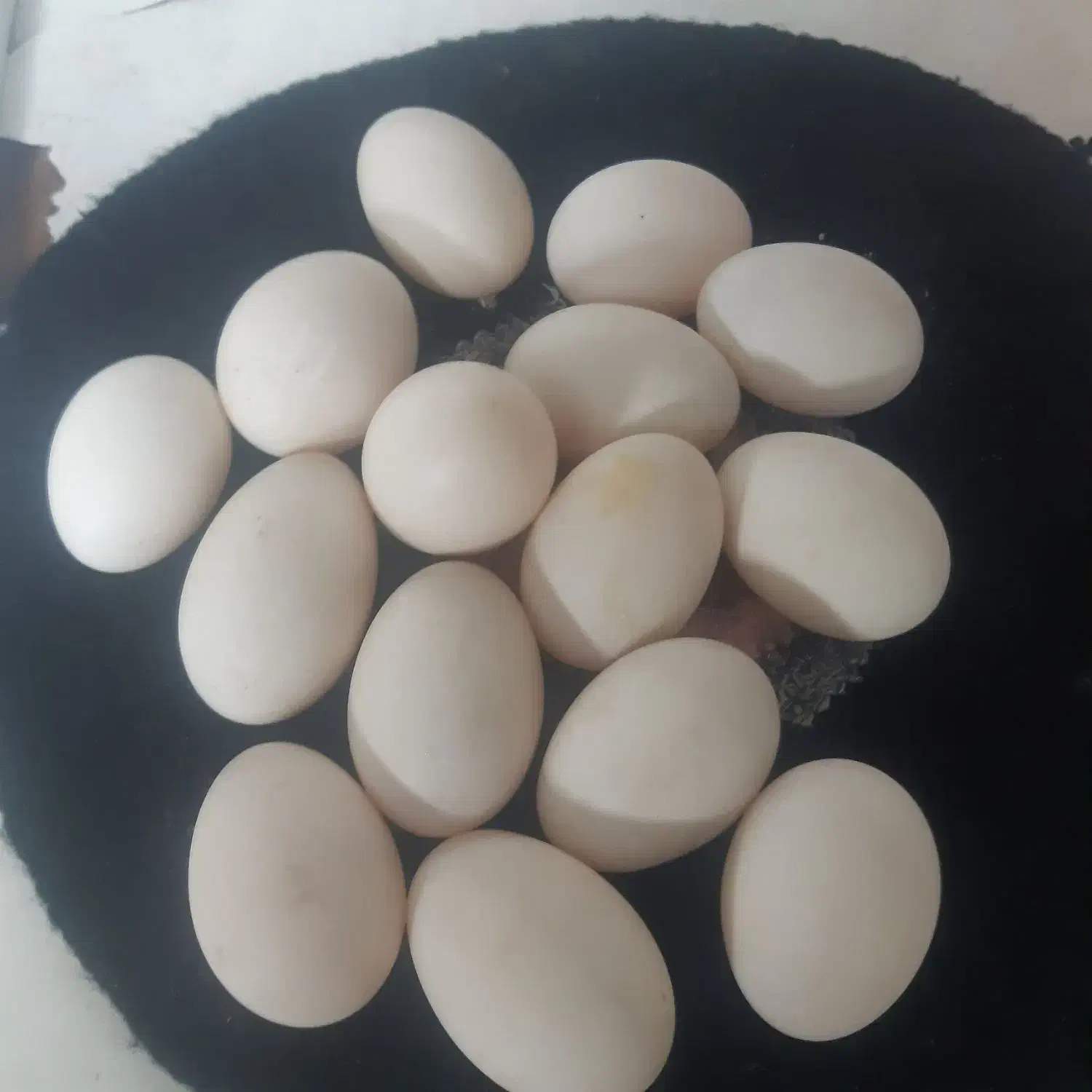 تخم ارودک|حیوانات مزرعه|قم, نیروگاه|دیوار