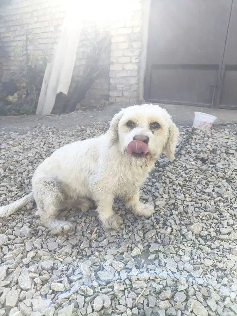 سگ پاپی|سگ|زیباشهر, |دیوار