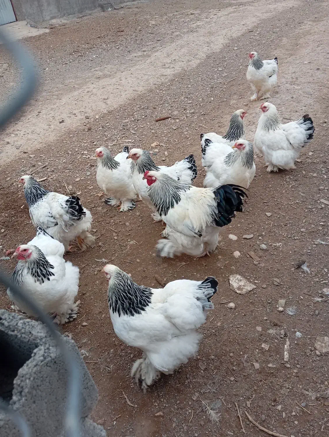 جوجه مرغ و خروس برهما|حیوانات مزرعه|رباطکریم, رباطکریم|دیوار